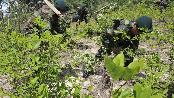 Brazīlijas armija iznīcina kokas plantāciju