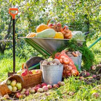 Dārza darbu kalendārs – septembris. Dārzeņu novākšanas un uzglabāšanas ieteikumi