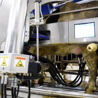 Foto: Lēdurgas fermā par 3 miljoniem veic uzlabojumus un iepērk govju slaukšanas robotus