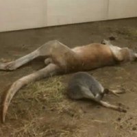 Rīgas zoo apmeklētājs novēro ķenguru 'drausmīgos dzīves apstākļos'; speciālists skaidro – tie ir piemēroti