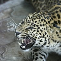 Pusmūža indiete ar sirpi nogalina leopardu