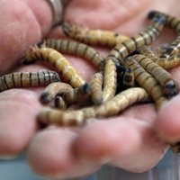 Plastmasu ēdoši kāpuri varētu palīdzēt cīņā ar atkritumiem