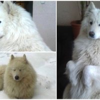 Gulbenē pazudušais samojedu šķirnes suns Tango atradies