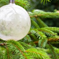 В Риге в этом году будет три главные рождественские елки