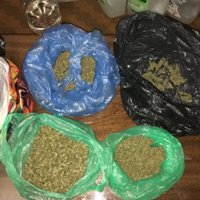 Полиция накрыла плантацию марихуаны: изъято более 3 кг наркотика