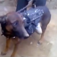 Video: Afgāņu 'Taliban' atrāda sagūstītu NATO suni – karavīru