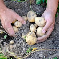 Kāpēc kartupeļus audzēt lapu kompostā