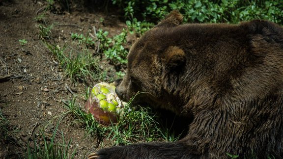 Dzīvnieciņi Johannesburgas zoodārzā atvēsinās ar ūdeni un ledu - 5