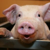 Латвии выделили 800 000 евро на профилактику свиной чумы
