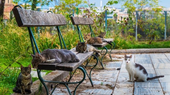 Latvijas Veterinārārstu biedrība: 'kaķu pilsēta' Rīgā apdraud gan dzīvniekus, gan sabiedrību