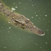 Plūdi Teksasā: Sievietes pagalmā iepeld aligatori; brīdina par čūskām