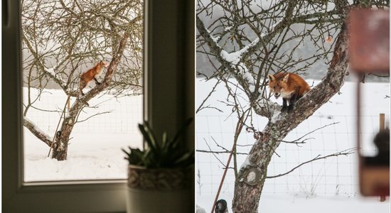 Foto: Izveicīga lapsa čiepj zīlītēm domātu speķi