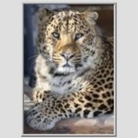 ASV zoodārzā leopards uzbrucis bērnam