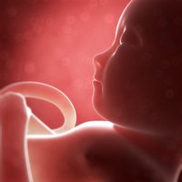 В России запретили создавать эмбрион человека ради производства биоматериала