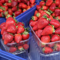 Покупатели предпочитают дешевую польскую клубнику, а не выращенную в Латвии ягоду