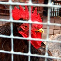 Putnu gripa Latvijā: aizliedz mājputnu turēšanu ārā