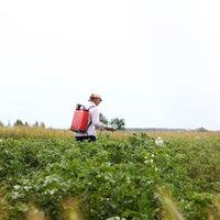 Lauksaimnieku lietotie pesticīdi nepazūd, bet nonāk dabā, ūdenī un pārtikā