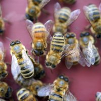 Gerhards biškopjiem no 2023. gada sola lielāku atbalsta finansējumu