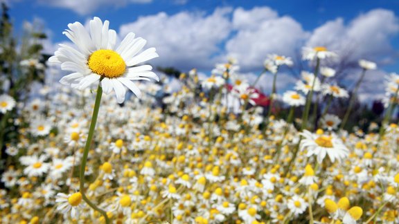 vasara, kumelītes, margrietiņas, pīpenes