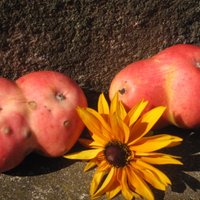 Foto: Divgalvaini āboli un gigantiski gurķi – 'Delfi' lasītāji dižojas ar neparastām rudens veltēm