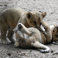 Foto un video: Divus mēnešus veco Rīgas zoo lauvēnu ikdienas izklaides