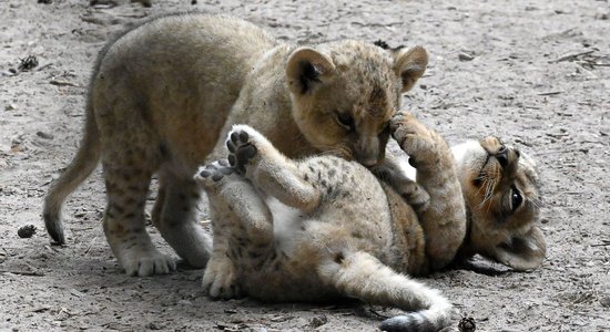 Rīgas zoodārzs pieejams tikai apmeklētājiem ar sadarbspējīgu Covid-19 sertifikātu