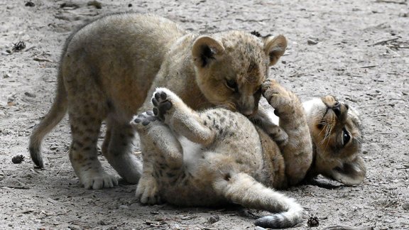 Mazie lauvēni Rīgas zoo - 19