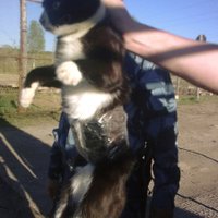 Krievijas cietumsargi notver kaķi kontrabandistu