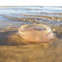 Biologs: Latvijā novērotās medūzas cilvēkiem nav kaitīgas