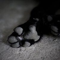 Rīgā uz netīrīta ceļa no rokām nāvējoši izkrīt suns: vai jāziņo policijai