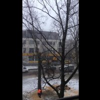 ВИДЕО: В Риге рабочий чудом спасся от падающего дерева