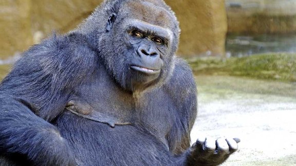 Gorilla_