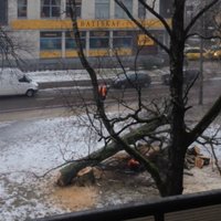 Video: Rīgā strādnieks-zāģētājs par mata tiesu izglābjas no branga koka