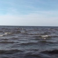 Video: Jūras viļņos cēli peld gulbju bariņš