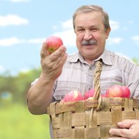 Антоновка или Janagold: как отличить местные яблоки от польских?