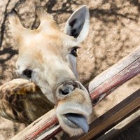 Foto: Izsalkusi žirafe kāri snaiksta mēli, gaidot gardumus