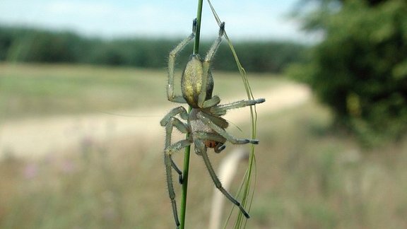 Cheiracanthium Punctorium