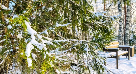 Foto: Ziemīgi skati – Skrīveru dendroloģiskais parks sniega segā