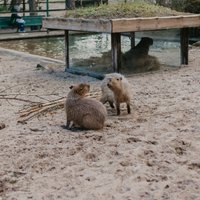 ФОТО: Капибары Рижского зоопарка вышли на первую весеннюю прогулку