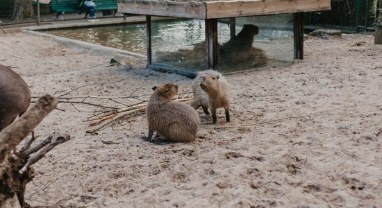 ФОТО: Капибары Рижского зоопарка вышли на первую весеннюю прогулку