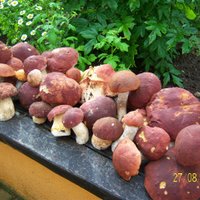 Читатели DELFI хвастаются грибами - часть вторая (много грибов!)