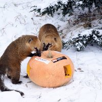 ФОТО. В Рижском зоопарке открылся новый домик для носух и начались Зимние ночи