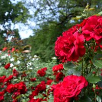 Vasaras pilnbrieds: fotopastaiga pa ziedu bagāto LU Botānisko dārzu