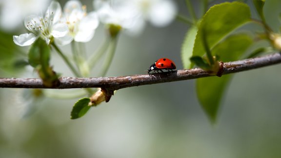 ābeļziedi pavasaris mārīte maijs ladybug 