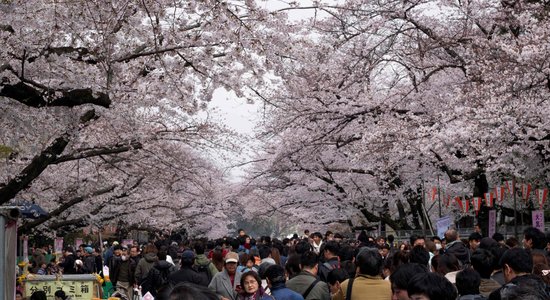 Japānā atcelti tradicionālie ķiršu ziedēšanas svētki