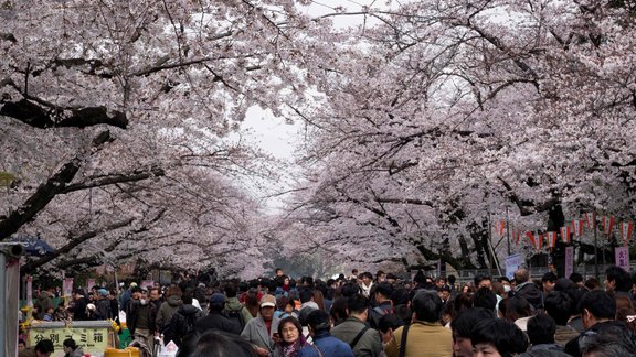 sakuras Japānā, ķiršu ziedēšana Japānā, sakura, ķirši, Tokijas ķirši