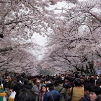 Japānā 'Covid-19' dēļ atcelti tradicionālie ķiršu ziedēšanas festivāli