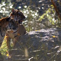 Notverti no Vācijas zoodārza izbēgušie tīģeri, lauvas un jaguārs