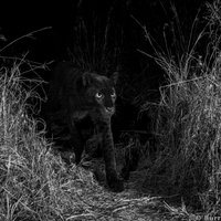 Reti kadri: Fotogrāfs Kenijā 'notver' melno leopardu