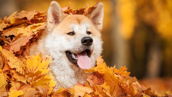 Japāņu akita, akita inu